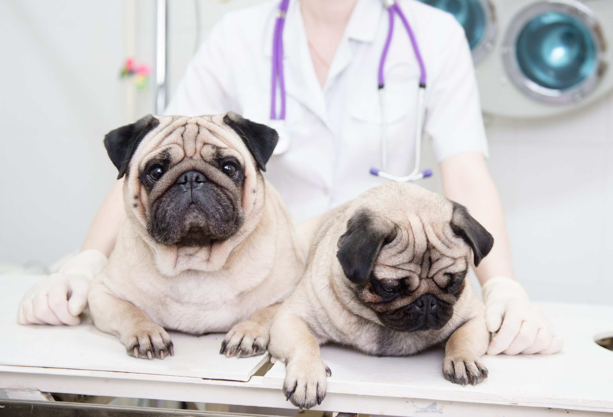 Pet Health Certificates in Dedham, MA